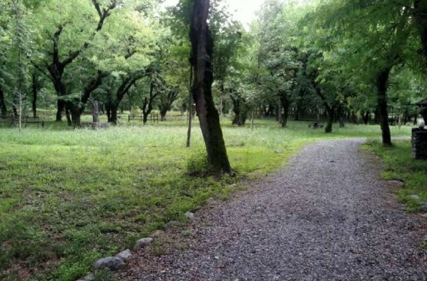 درختان سرخه‌حصار خشک می‌شوند؛ مقصر کیست؟