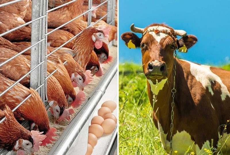 آغاز واردات دوباره ذرت دامی و جو از دوشنبه