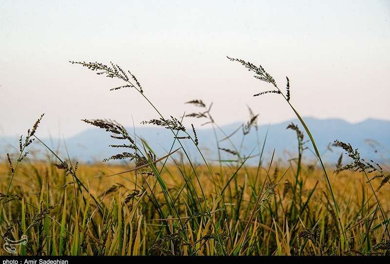برنج «کیان» و «هستی» بزودی معرفی می‌شوند