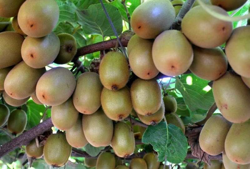 رشد 20 درصدی تجارت کشاورزی روسیه و ایران از ابتدای سال جاری میلادی