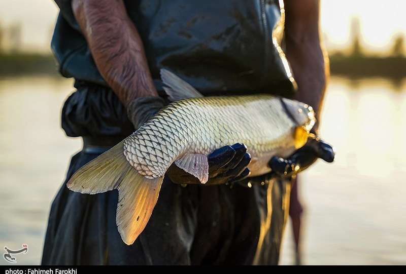 هسته‌ای در کشاورزی ــ 58| بررسی سلامت ماهی‌های پرورشی، با فناوری هسته‌ای