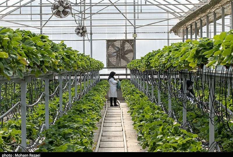 وقتی جانمایی غلط سوخت ملی را می‌سوزاند؛ پشت پرده گلخانه‌ استوایی در جلفا چیست؟