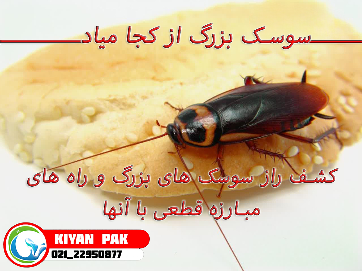 کشف راز سوسک های بزرگ و راه های مبارزه قطعی با آنها