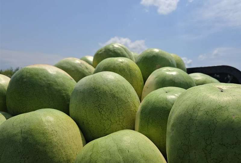 252 هزار تن هندوانه تازه برای تنظیم بازار شب یلدا عرضه می‌شود