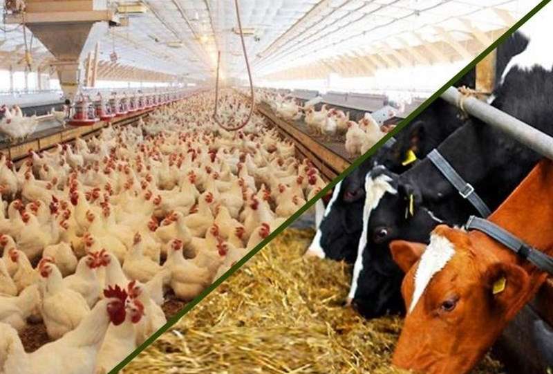 آغاز اجرای مصوبه دولت برای ساماندهی واردات و عرضه نهاده‌های دامی