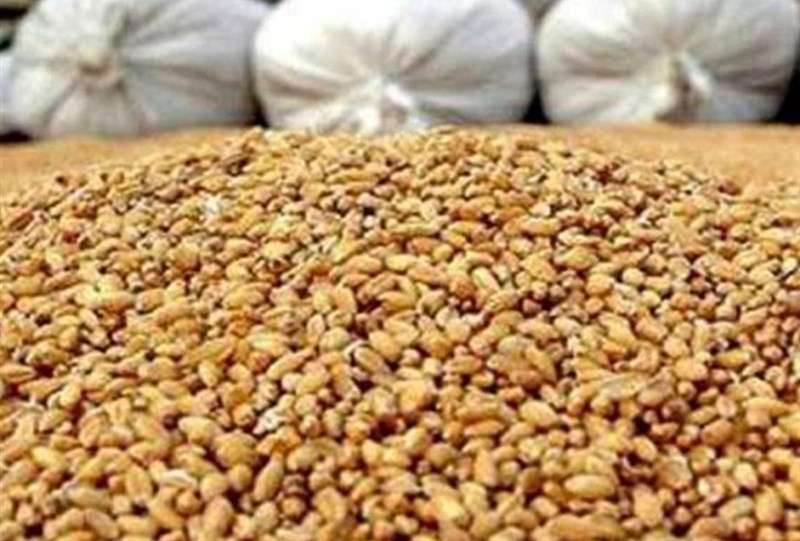 آغاز توزیع نهاده مرغداران گوشتی با قیمت مصوب/ مهلت ثبت نام تا 18 آذر