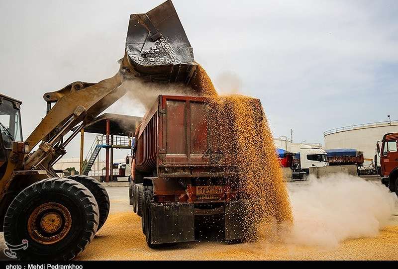 آغاز توزیع نهاده‌های دامی تحت کلید دولت/ امضای طلایی برنگردد