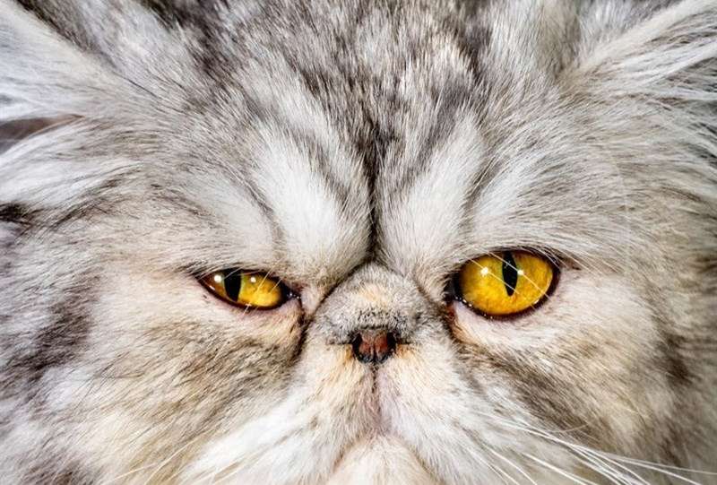 ابلاغ شیوه نامه نگهداری از حیوانات خانگی؛ به زودی