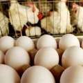 افزایش بی سابقه قیمت تخم مرغ در سایه نبود نظارت