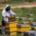 انقلاب ماشین های زنبورداری در سال ۲۰۲۶؛ پیش بینی رشد ۳.۲درصدی اندازه بازار تا ۲۰۳۱