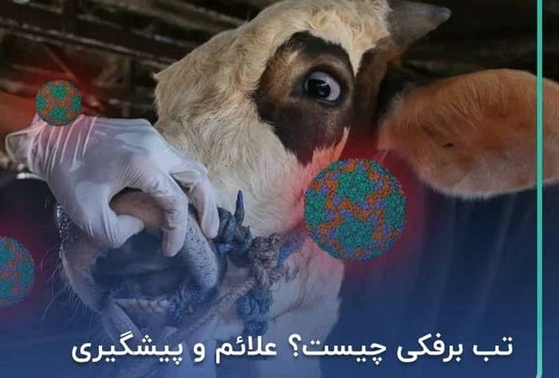 خسارت تب برفکی دامدارانی که بیمه باشند پرداخت می‌شود