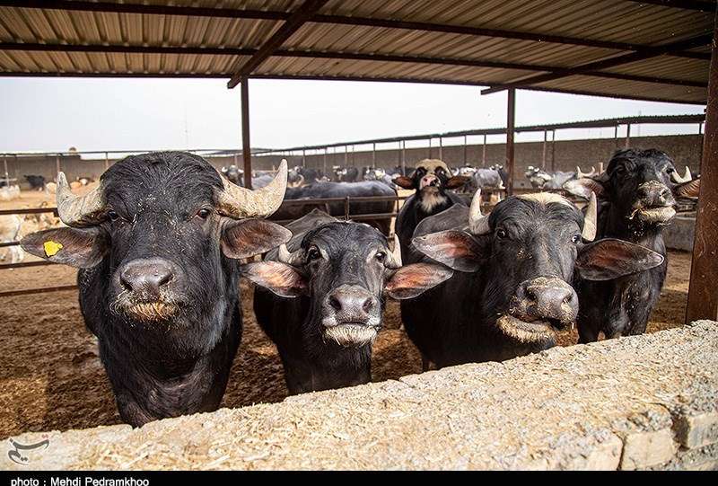 صدور مجوز واردات گوشت گاومیش از هند با قیمت 4.5 یورو +سند