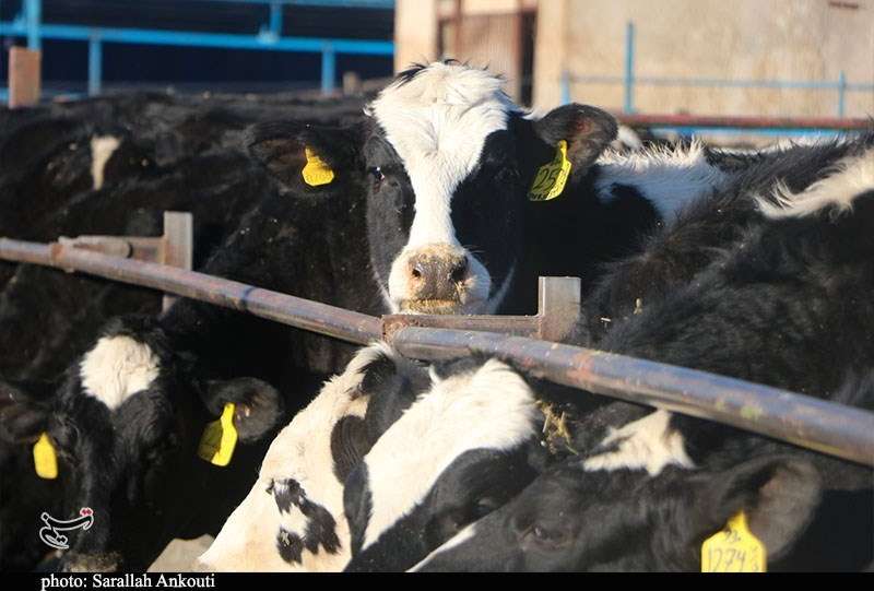 قطب تأمین 10 درصد شیر تهران درگیر با بحران تداوم تولید