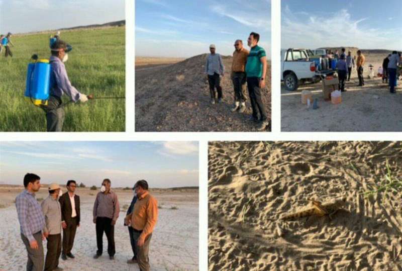 ملخ صحرایی تهدیدی بالقوه برای امنیت غذایی کشور است