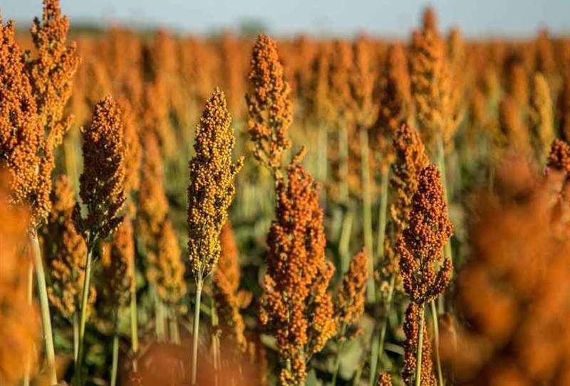 «نجات آب» ــ 48 | ترویج کشت‌های نوین مقاوم به خشکی؛ مانند سورگوم