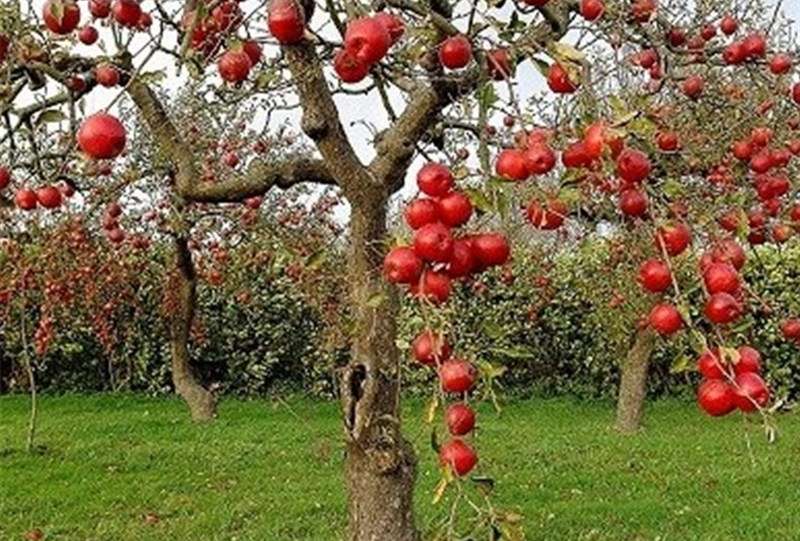 «نجات آب» ــ 50 | مزایای مزرعه‌ها و باغ‌های چندکِِشتی و تنوع‌ در مزرعه