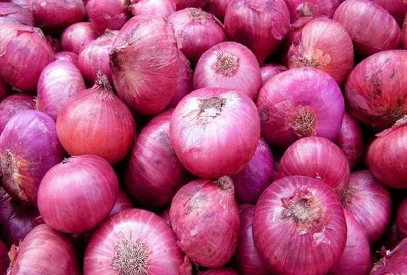 هسته‌ای در کشاورزی ــ 60| بیماری سفیدک پیاز، با فناوری هسته‌ای قابل کنترل است