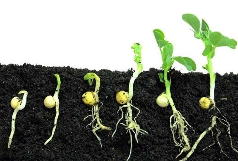 هسته‌ای در کشاورزی ــ 61| تحریک جوانه‌زنی بذر با پرتودهی