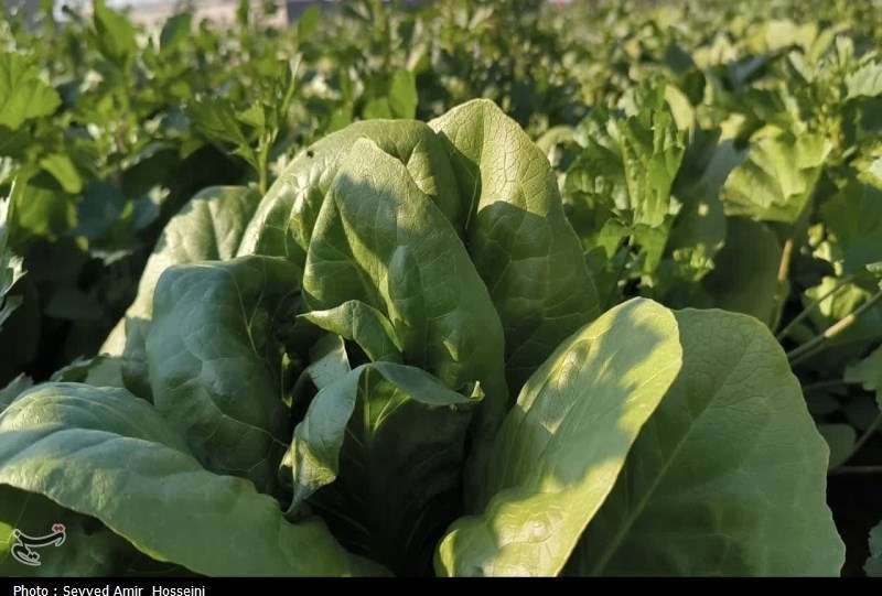 هسته‌ای در کشاورزی ــ 63| افزایش دوام سبزیجات با فناوری هسته‌ای