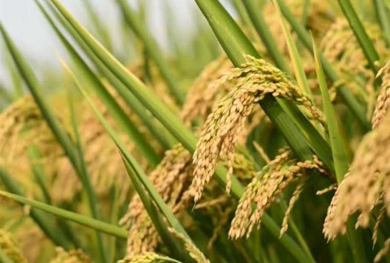 هسته‌ای در کشاورزی ــ 66 | «برنج‌های معطر» با فناوری هسته‌ای