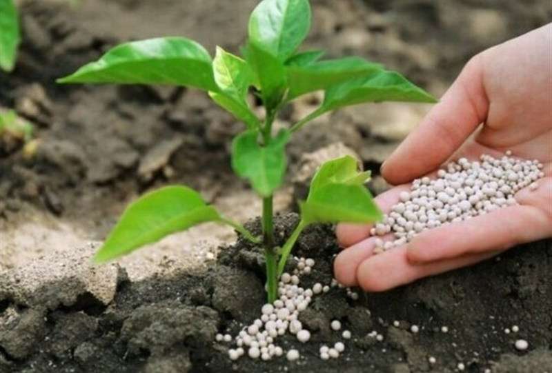 هسته‌ای در کشاورزی ــ 69 |کاربرد فناوری هسته‌ای در بهینه‌سازی مصرف کود کشاورزی