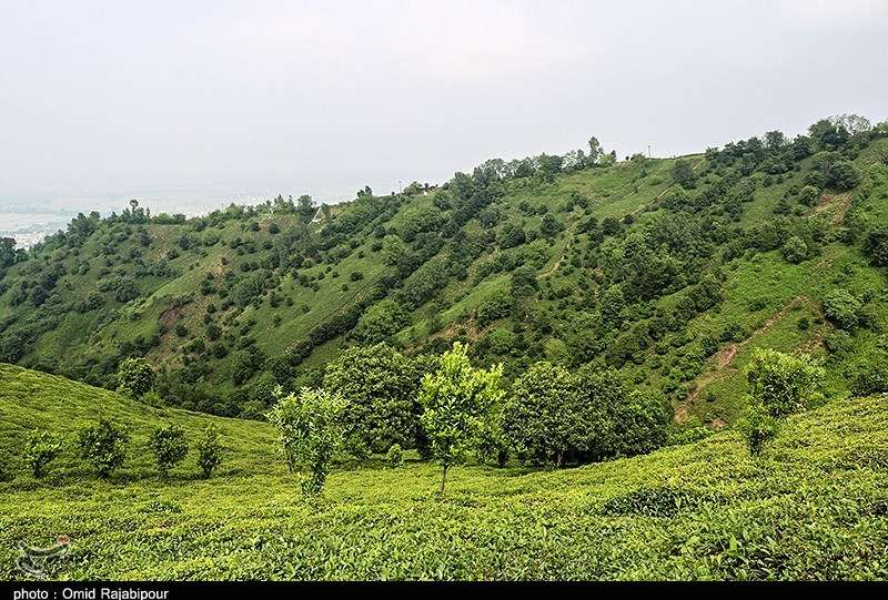 هیات مدیره جدید اتحادیه چای کشور انتخاب شدند