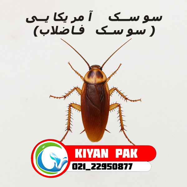 سوسک آمریکایی