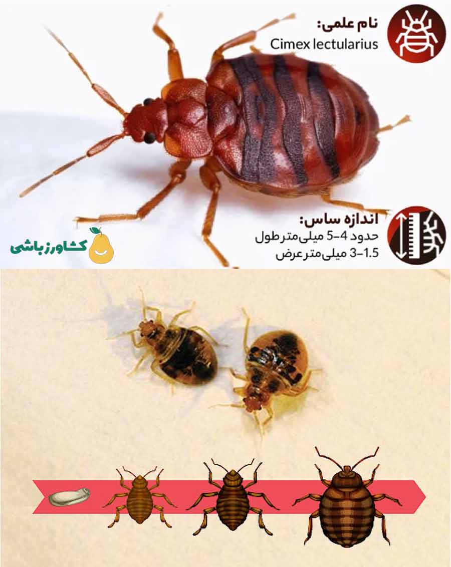 عکس ساس از نزدیک