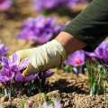 هیچ تغییری در زعفران کاری کشور نسبت به ۵۰ سال گذشته رخ نداد؛ ضرورت کشت مکانیزه طلای سرخ