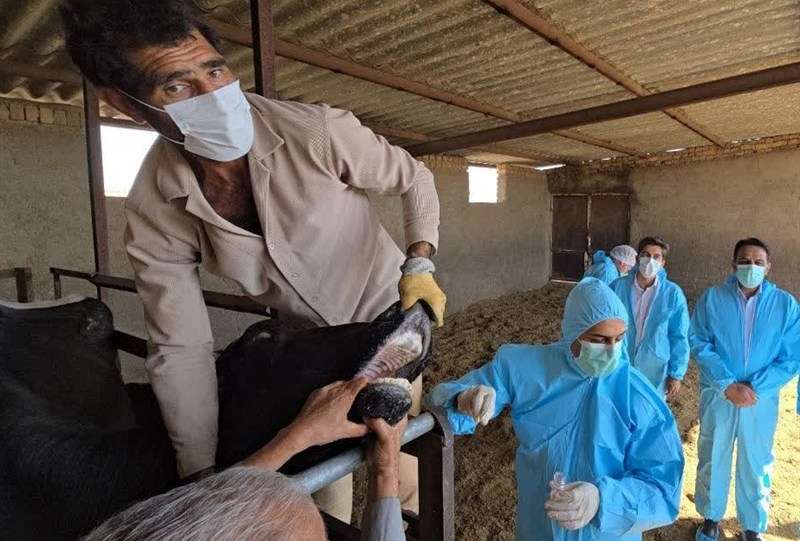 ورود تب برفکی به کشور با الگوی غیرمتعارف؛ بررسی سناریوی انتقال عمدی