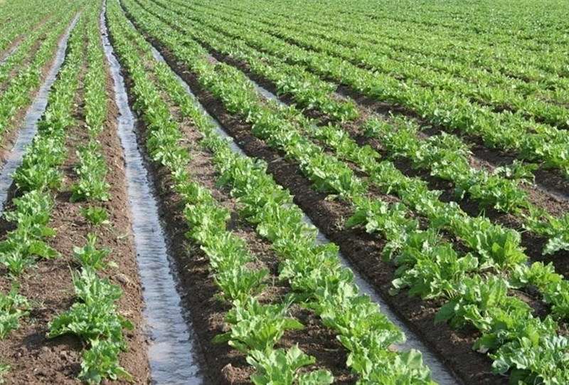 13.5 میلیون هکتار از اراضی کشور رفع تداخل شد