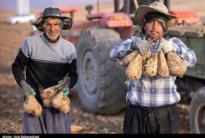 40 درصد صرفه‌جویی آب در تولید چغندر قند با کشت پاییزه