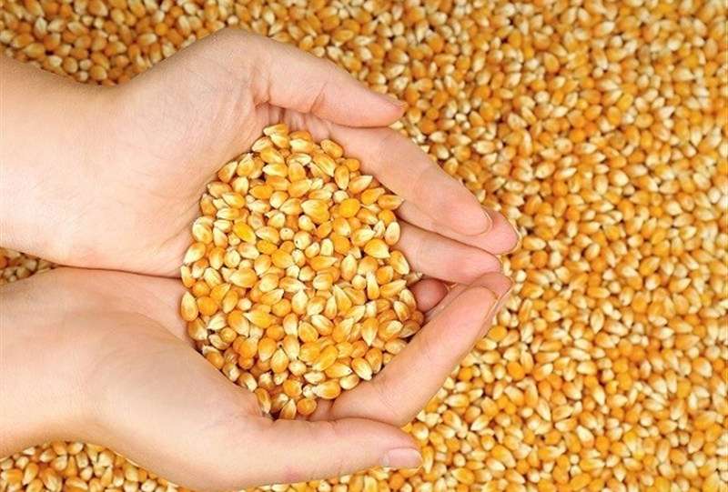 آغاز ثبت‌سفارش ذرت دامی و جو از امروز