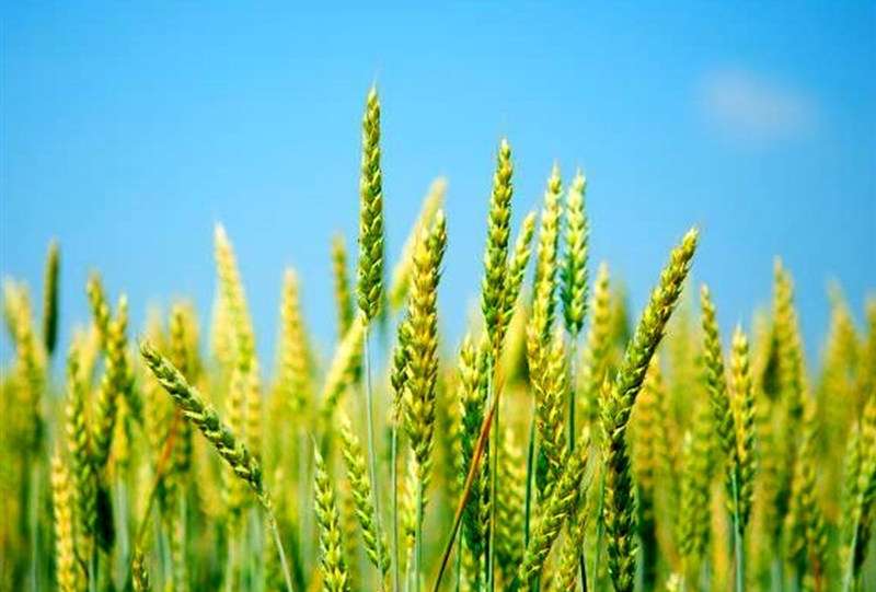 افزایش 2 تا 5 هزار تومانی قیمت گندم بر اساس کیفیت