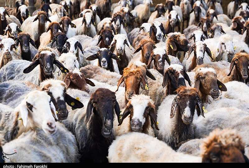 تزریق 50 هزار میلیارد تومان برای تامین نقدینگی صنعت دام و طیور