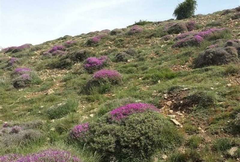 تشدید نظارت بر مراتع با افزایش قیمت خوراک دام