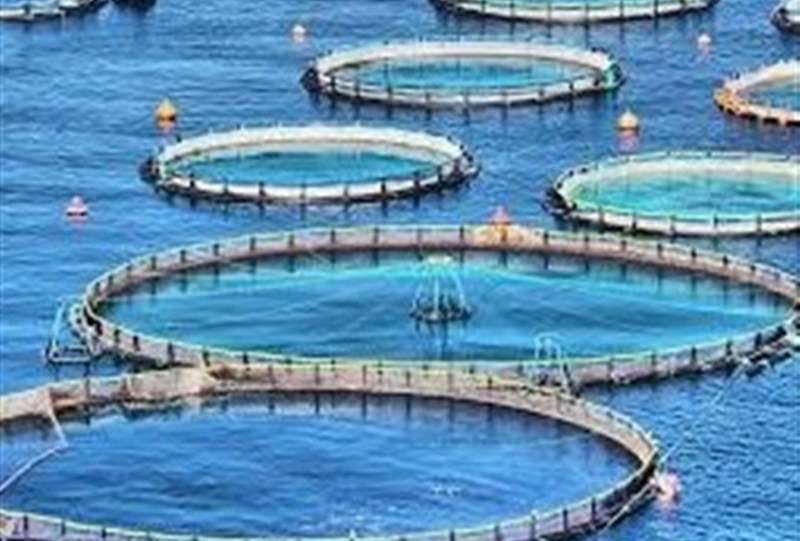 تولید 6 هزار تن ماهی قزل‌آلا و سی‌باس در قفس تا پایان سال
