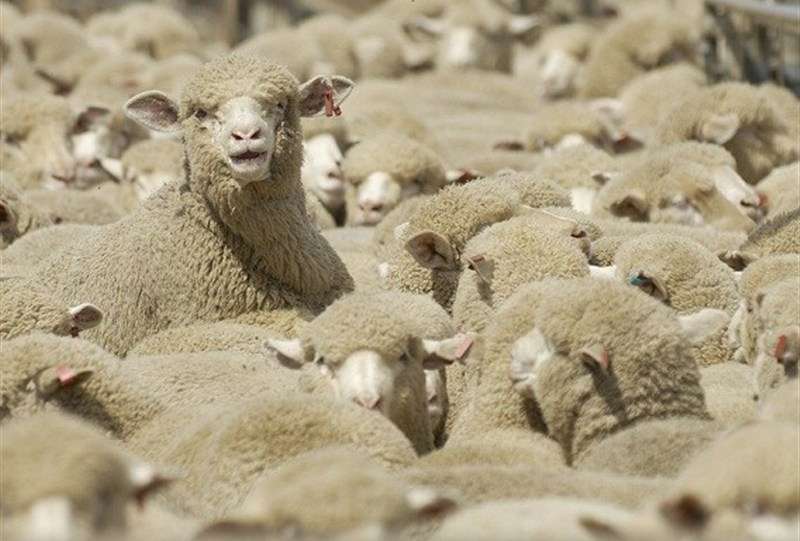 قطر رسما خواستار واردات دام سبک از ایران شد