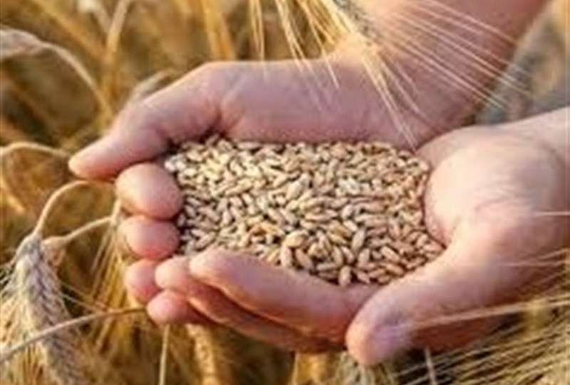 نرخ خرید تضمینی گندم بیشتر از 42هزار تومان است