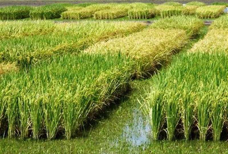 هسته‌ای در کشاورزی ــ 83| کنترل کرم ساقه‌خوار برنج