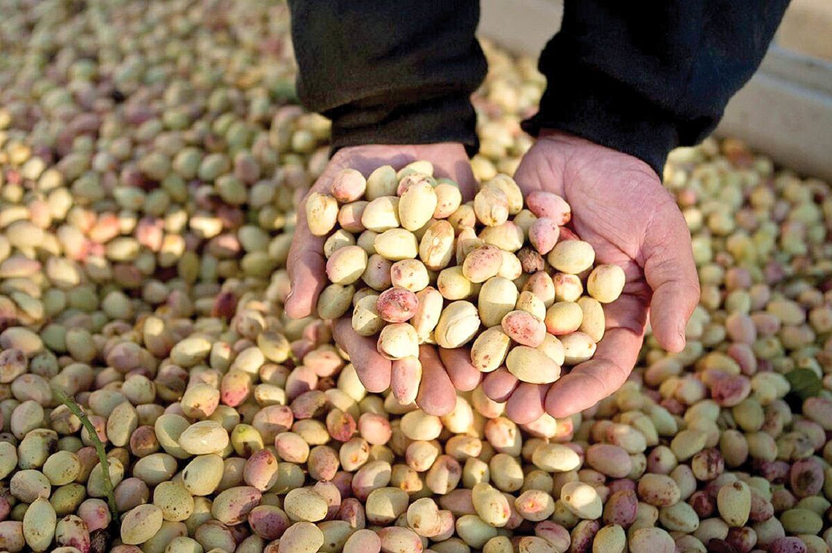 ۱۸ کشور اروپایی مشتری این محصول ایران شدند ۱۸ کشور اروپایی مشتری این محصول ایران شدند