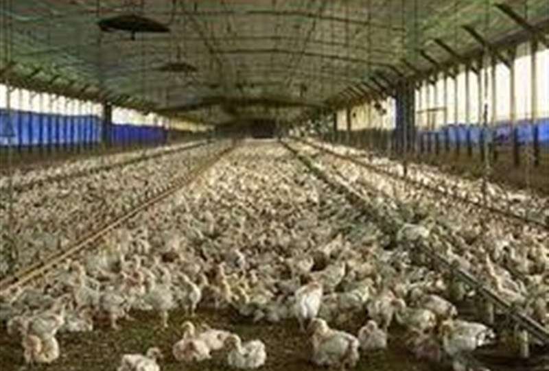 آغاز ارائه تسهیلات نقدی به تولیدکنندگان دام و طیور خرد از امروز