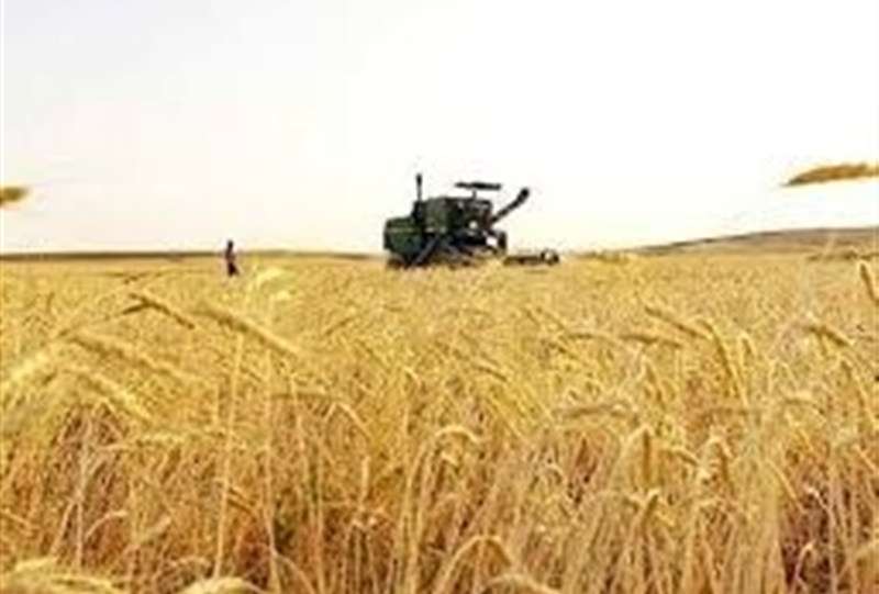امسال هم در تولید گندم نان خودکفا می شویم