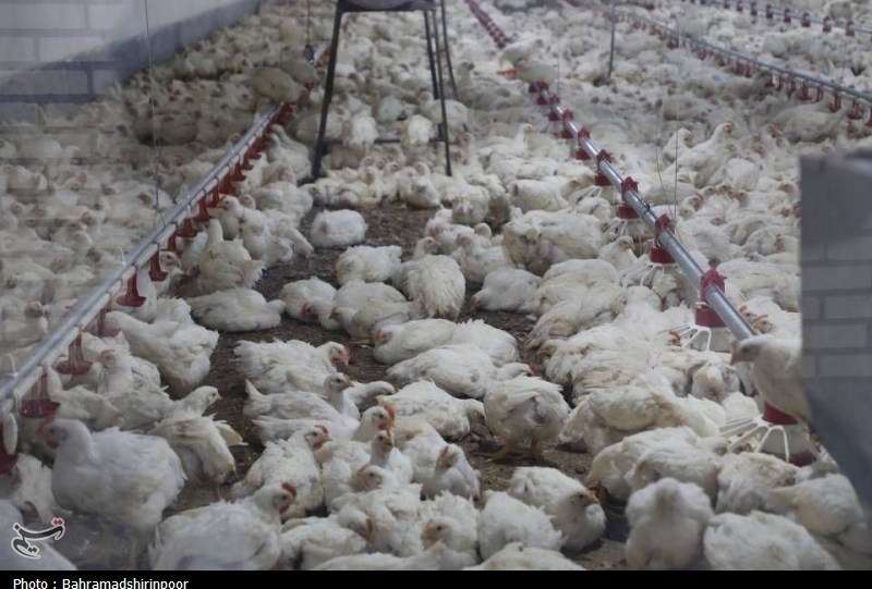 تداوم چرخش زنجیره تامین صنعت دام و طیور