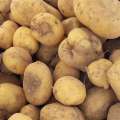 قیمت سیب زمینی کاهش یافت