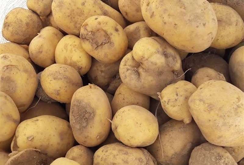 قیمت سیب زمینی کاهش یافت