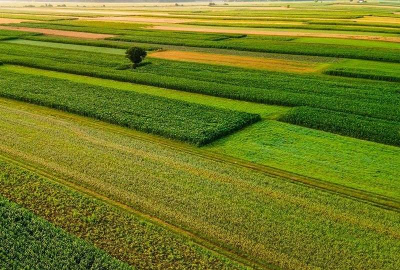 معاون سازمان امور اراضی به شهادت رسید