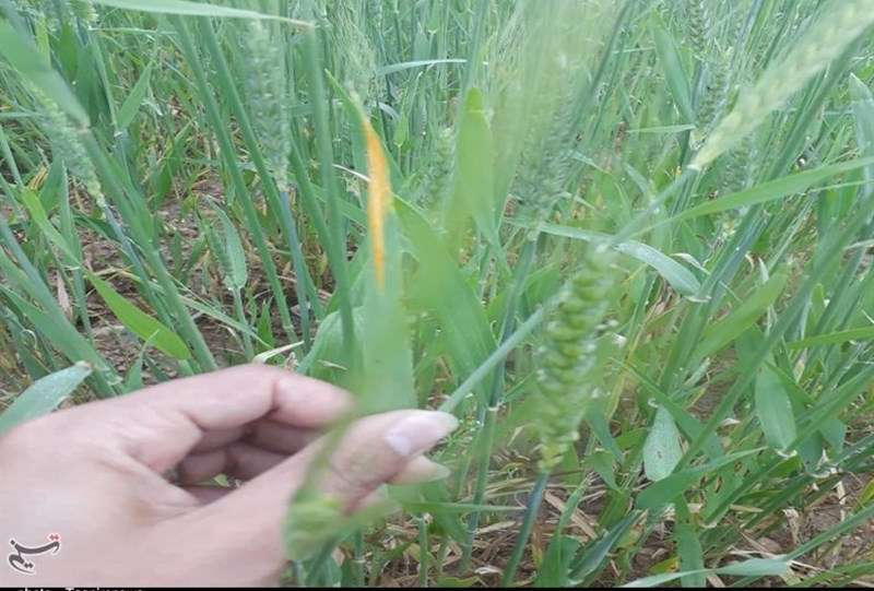 هشدار درباره احتمال بروز زنگ زرد گندم