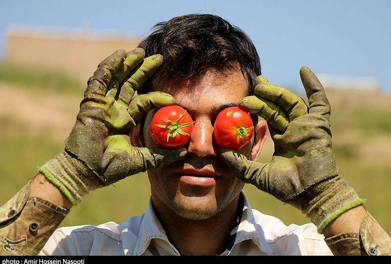 صادرات گوجه فرنگی ممنوع شد